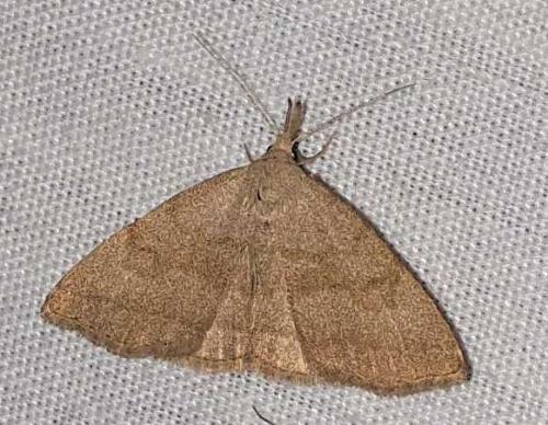 Réf. 255 656 : Pechipogo strigilata
